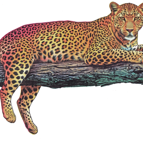 Leopard
