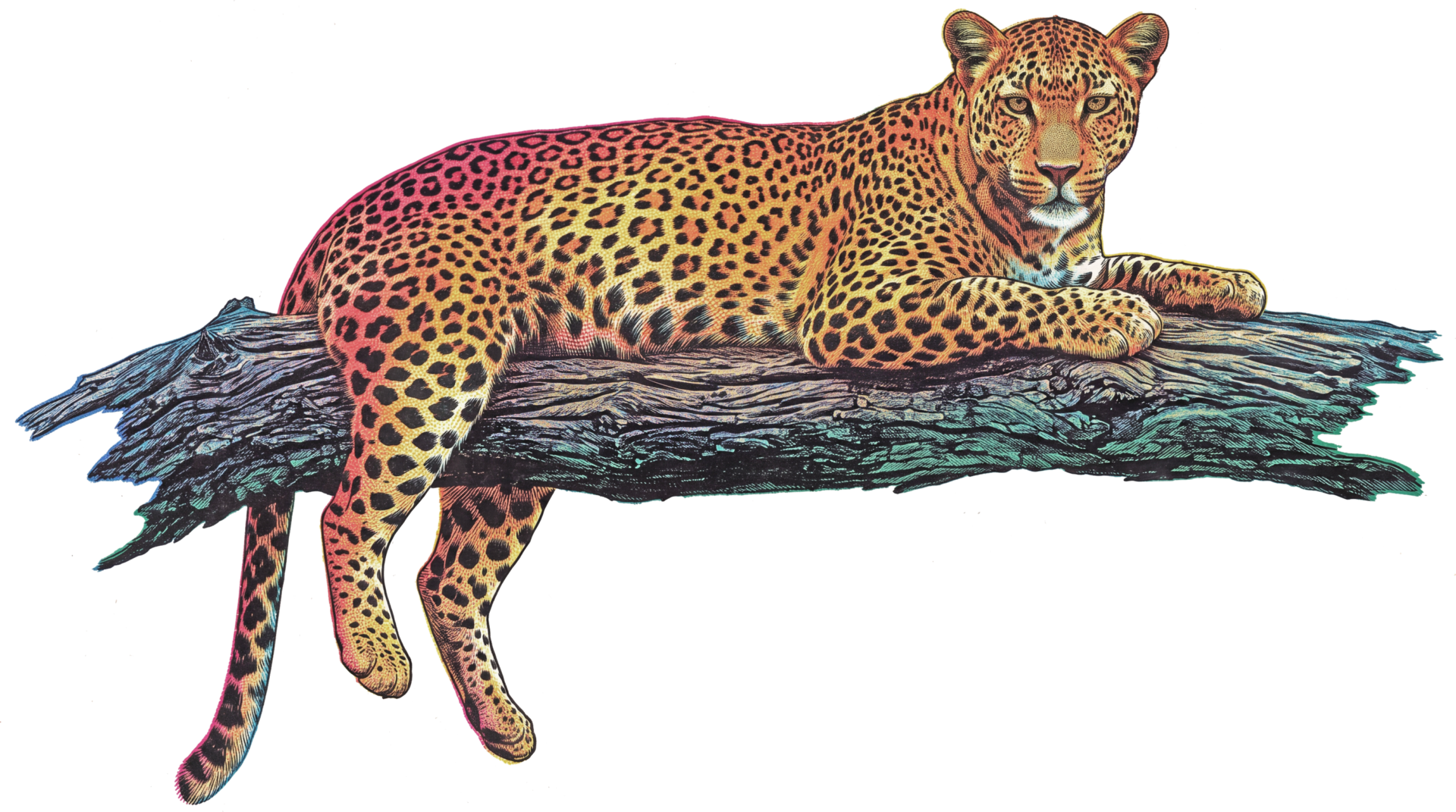 Leopard